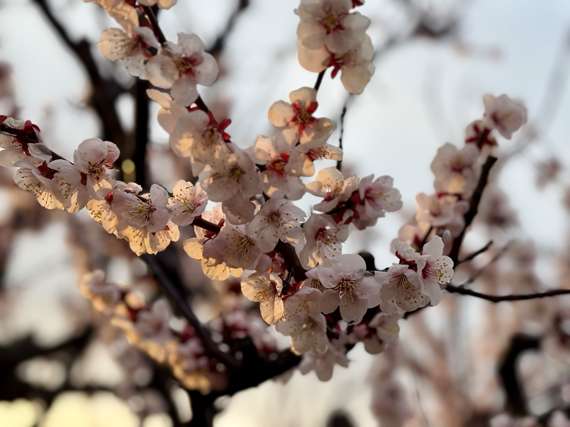 ◾️ピアノをライフワークに