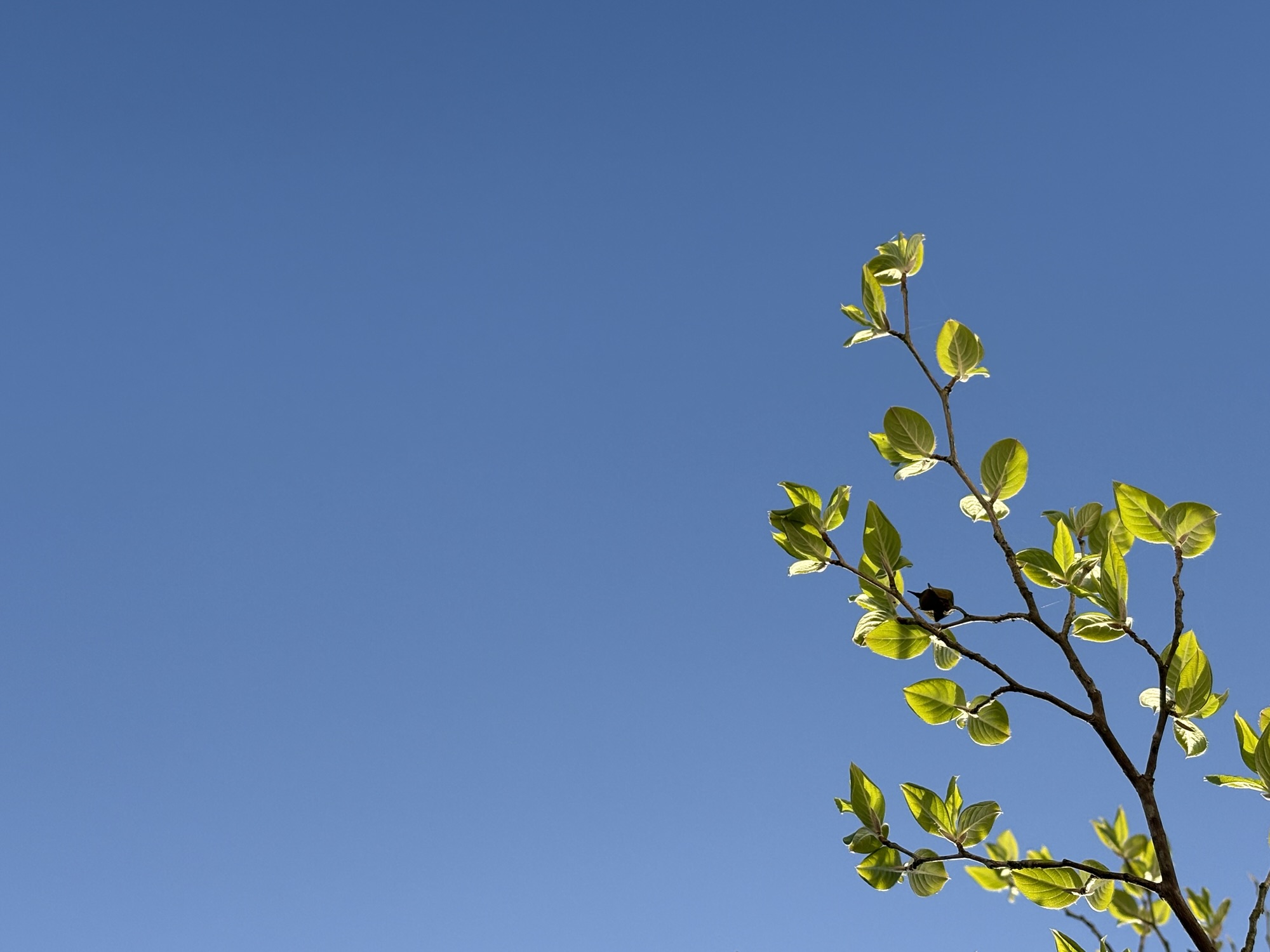 ◾️人生の終わりまで弾く曲