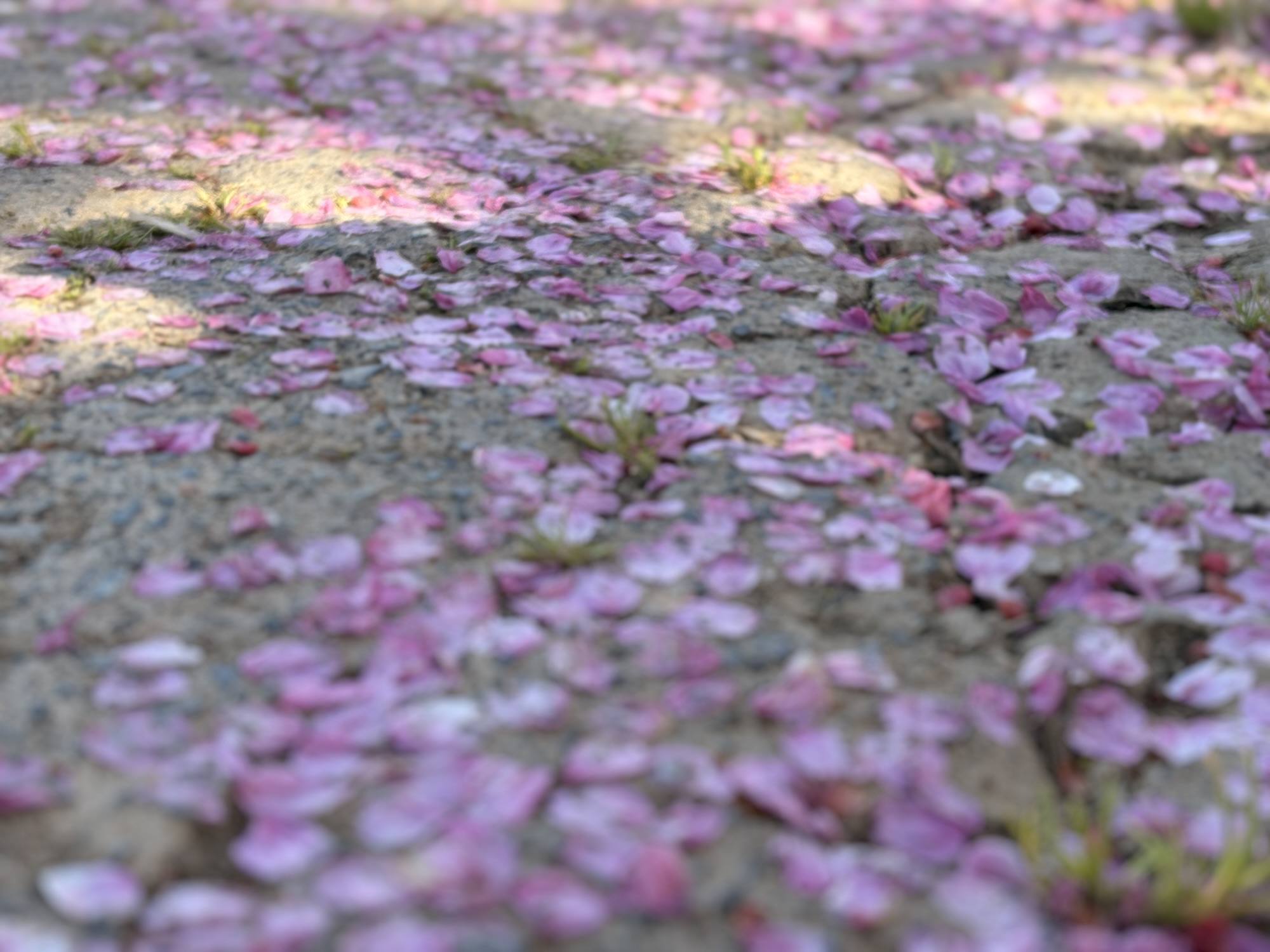 ◾️音楽的に、知的に、感受性豊かに。